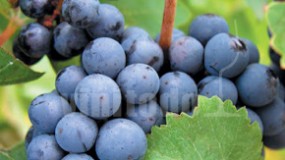 La Uva Carménère y su Historia