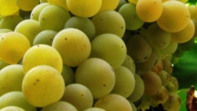 La uva Malvasia